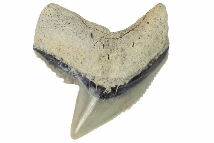 Fossil Tiger Shark (Galeocerdo) Tooth - Aurora, NC #179006